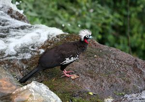 black fronted piping guan 1.jpg